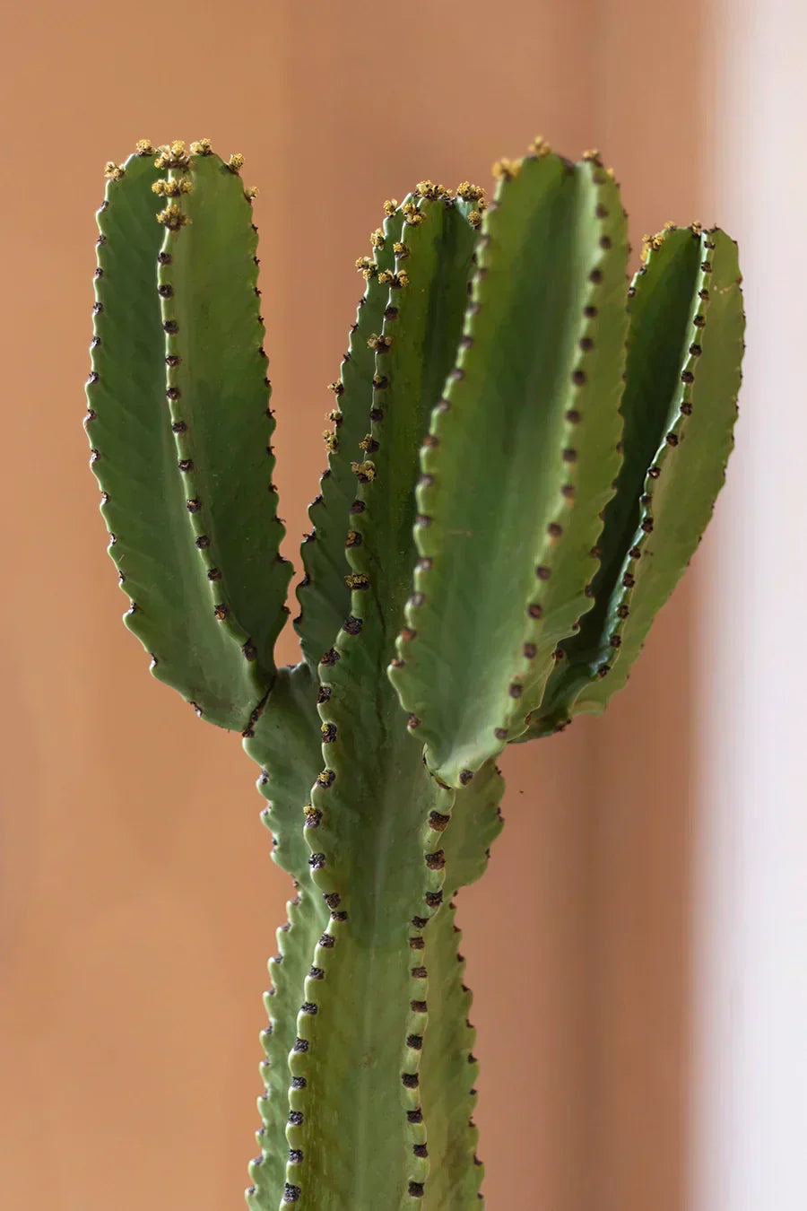 Euphorbia ingens